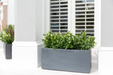 Beautiful Buxus - Window Box