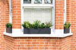 Glorious Greens - Window Box