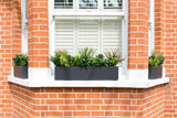 Glorious Greens - Window Box