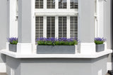 Luscious Lavender - Window Box