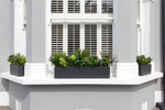 Glorious Greens - Window Box