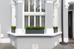 Beautiful Buxus - Window Box