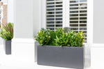 Glorious Greens - Window Box