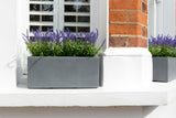 Luscious Lavender - Window Box