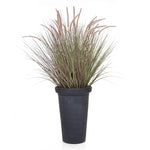 Purple Dogtail grass